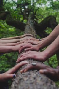 Hands of different skin tones touching a tree